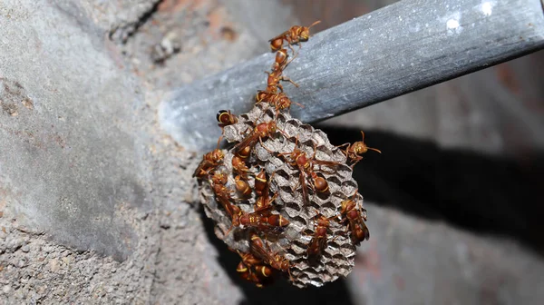 말벌은 말벌의 둥지에서 여기저기를 합니다 배경을 Ropalidia Discatata — 스톡 사진