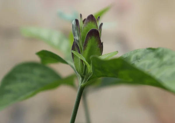 Beautiful Flower Plant Bud Blur Background — Stock Photo, Image