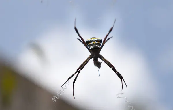 Pavouk Uprostřed Pavučiny Pozadí Matného Pozadí — Stock fotografie