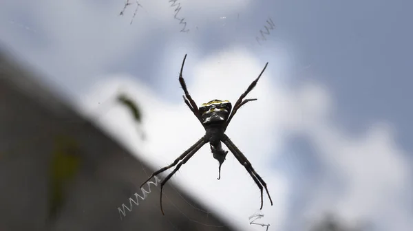 クモが巣の真ん中にいる 薄暗い空を背景に — ストック写真