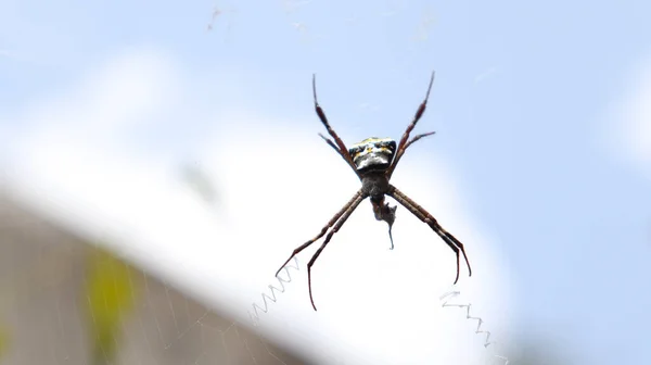 Araña Medio Telaraña Sobre Telón Fondo Del Tenue Cielo —  Fotos de Stock