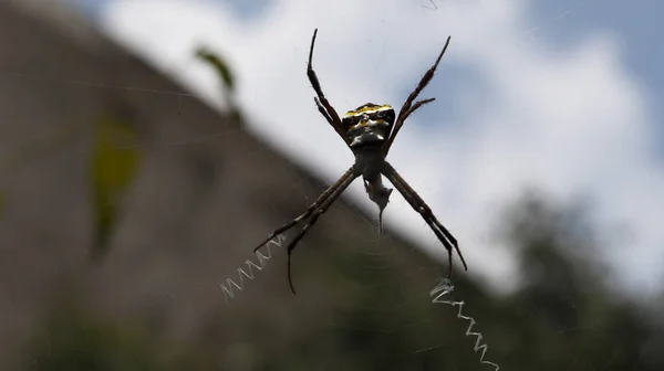 Păianjenul Din Mijlocul Pânzei Fundalul Cerului Întunecat — Fotografie, imagine de stoc