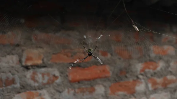 거미줄 가운데있는 거미입니다 배경에 대항하여 — 스톡 사진
