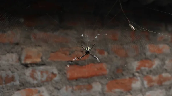 Araña Medio Telaraña Contexto Fondo Tenue —  Fotos de Stock