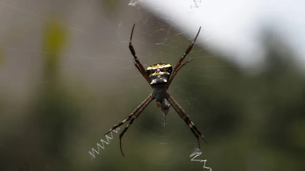 Aranha Meio Teia Contra Pano Fundo Fundo Escuro — Fotografia de Stock