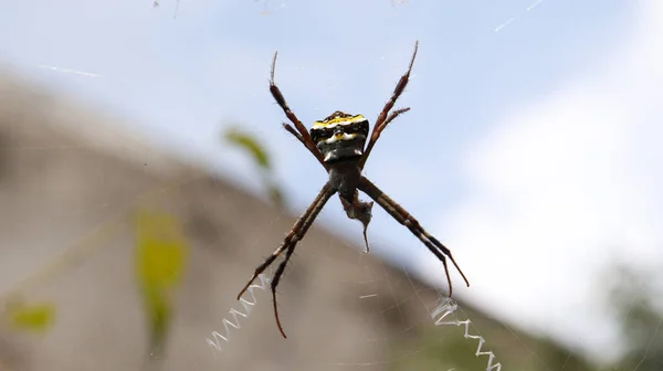 Die Spinne Mitten Netz Vor Schummrigem Hintergrund — Stockfoto