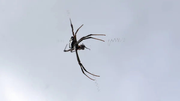 Aranha Meio Teia Contra Pano Fundo Céu Escuro — Fotografia de Stock