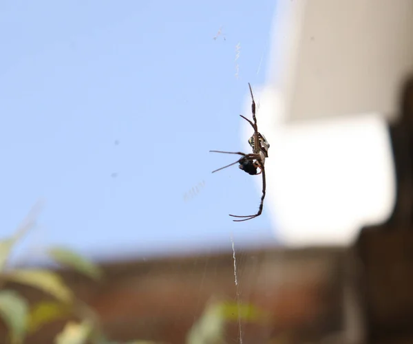 Aranha Meio Teia Contra Pano Fundo Fundo Escuro — Fotografia de Stock