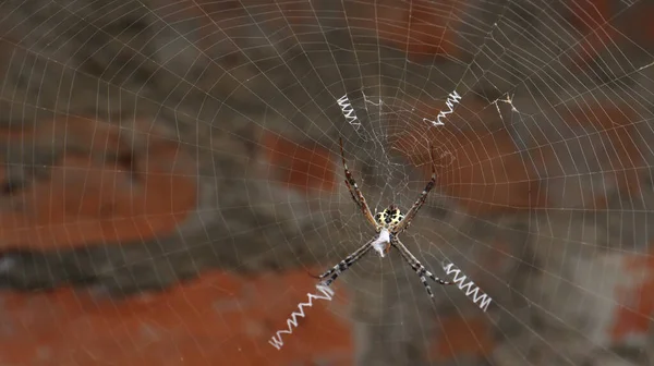 Die Spinne Mitten Netz Vor Schummrigem Hintergrund — Stockfoto