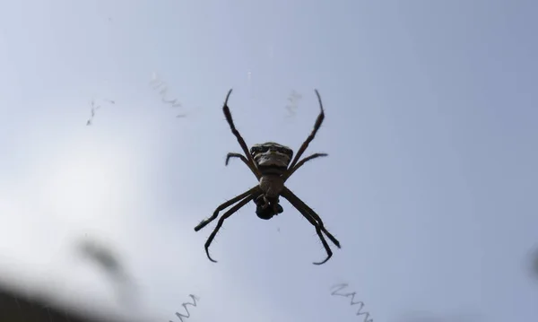 クモが巣の真ん中にいる 薄暗い空を背景に — ストック写真