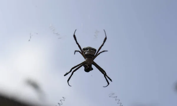 Aranha Meio Teia Contra Pano Fundo Céu Escuro — Fotografia de Stock