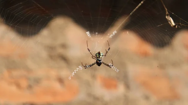 Aranha Meio Teia Contra Pano Fundo Fundo Escuro — Fotografia de Stock