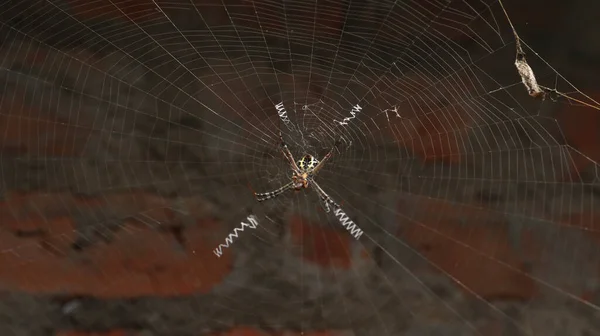 Die Spinne Mitten Netz Vor Schummrigem Hintergrund — Stockfoto