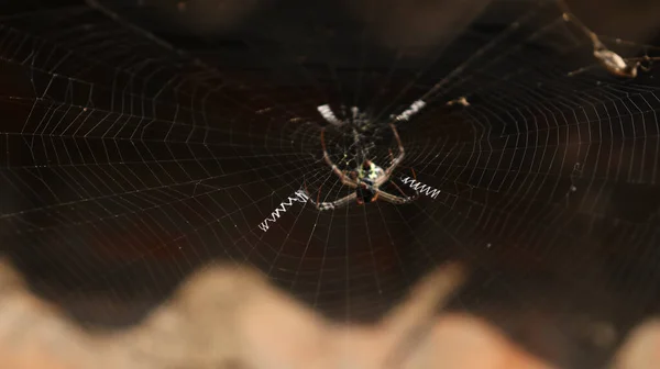 Die Spinne Mitten Netz Vor Schummrigem Hintergrund — Stockfoto