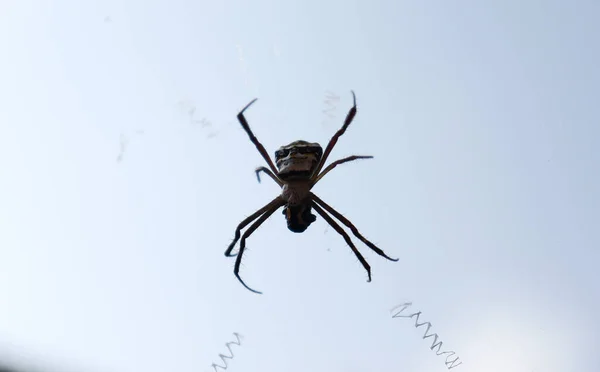 거미줄 가운데있는 거미입니다 배경에 대항하여 — 스톡 사진
