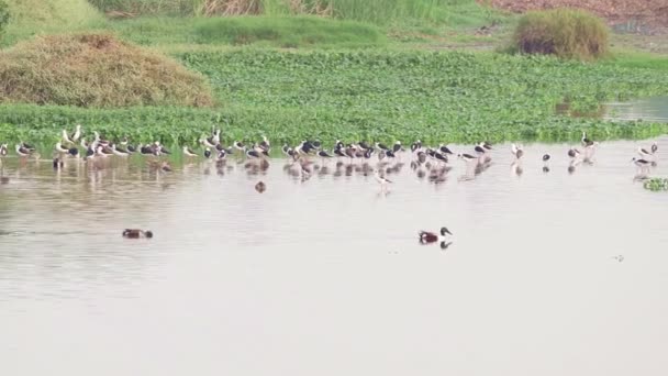 Водні Птахи Шукають Здобич Посеред Води — стокове відео