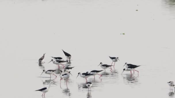 Las Aves Acuáticas Buscan Presas Medio Del Agua — Vídeos de Stock