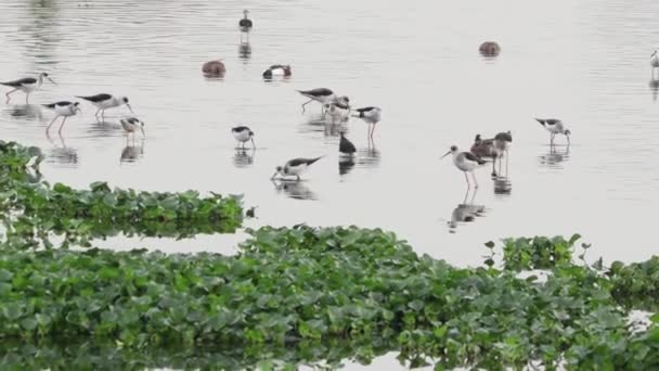 Las Aves Acuáticas Buscan Presas Medio Del Agua — Vídeos de Stock