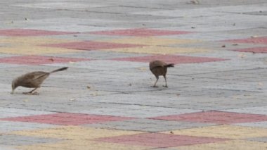 Myna 'lar yerde av arıyorlar.