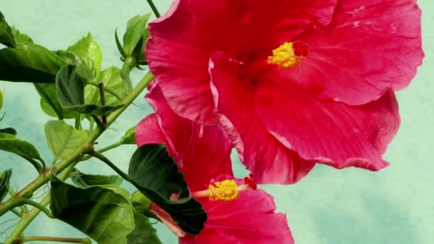 Flor Roja Hibisco China Planta — Vídeo de stock