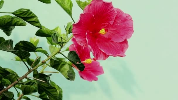 Κόκκινο Λουλούδι Ιβίσκος Κίνας Στο Φυτό — Αρχείο Βίντεο