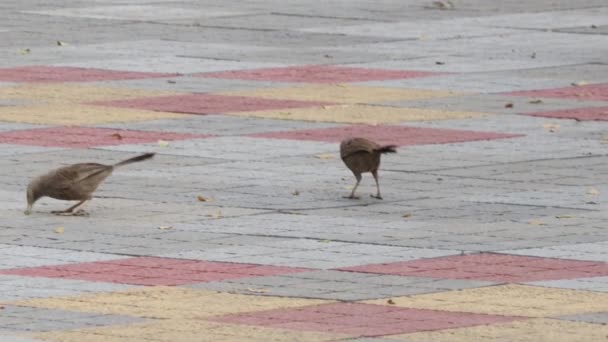 燕鸥正在地面上寻找猎物 — 图库视频影像