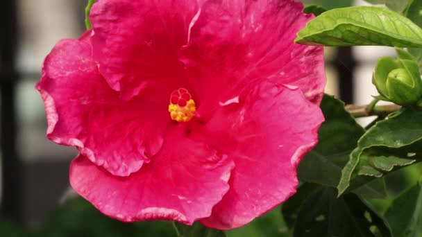 Κόκκινο Λουλούδι Ιβίσκος Κίνας Στο Φυτό — Αρχείο Βίντεο