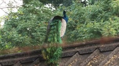 Güzel tavus kuşu çatıda oturuyor. Boynunu sallıyor. Bulanık doğa arkaplanı