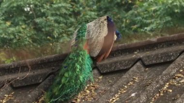 Güzel tavus kuşu çatıda oturuyor. Boynunu sallıyor. Bulanık doğa arkaplanı