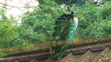 Tavus kuşu çatıda oturuyor. Boynunu sallıyor. Bulanık doğa arkaplanı