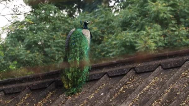 Hermoso Pavo Real Está Sentado Techo Mueve Cuello Con Fondo — Vídeos de Stock