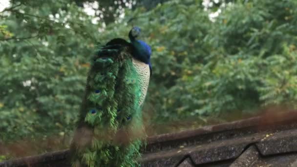 Beautiful Peacock Sitting Roof Shakes Its Neck Blur Nature Background — Stock Video
