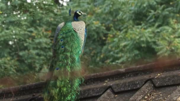 Gyönyörű Páva Tetőn Megrázza Nyakát Homályos Természetű Háttérrel — Stock videók