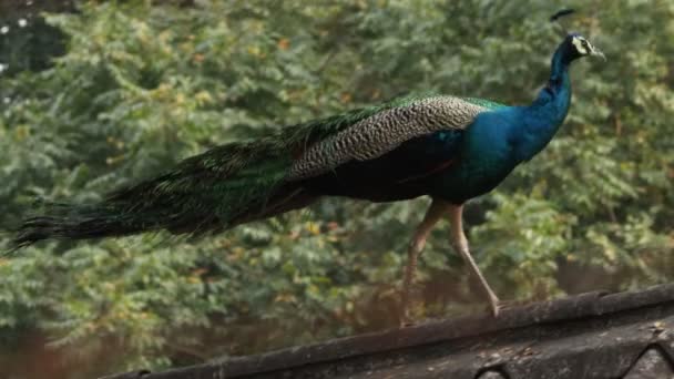 Peacock Est Assis Sur Toit Secoue Cou Avec Fond Nature — Video