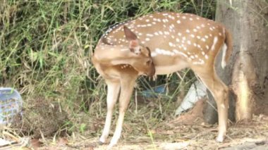 Güzel nokta geyiği vücudunu ovuyor.