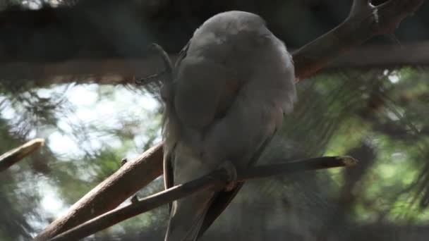 Leicht Verschwommen Der Graue Papageienvogel Ist Schön — Stockvideo