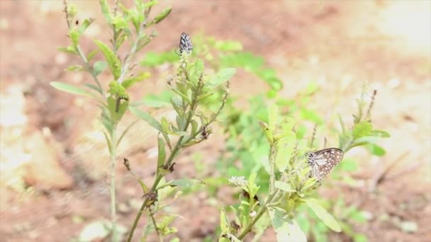 Hermosa Mariposa Está Planta — Vídeos de Stock