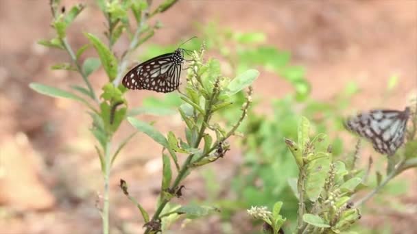 Piękny Motyl Jest Roślinie — Wideo stockowe