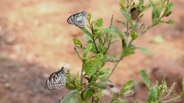 Hermosa Mariposa Está Planta — Vídeos de Stock