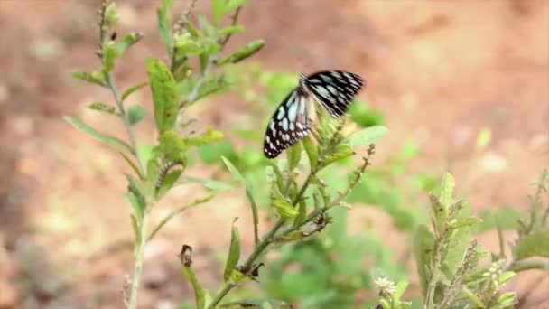 Красивий Метелик Рослині — стокове відео