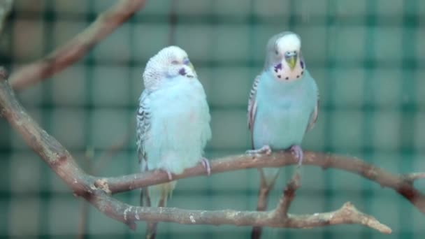 Frumos Dragoste Păsări Pereche Uita Bine — Videoclip de stoc