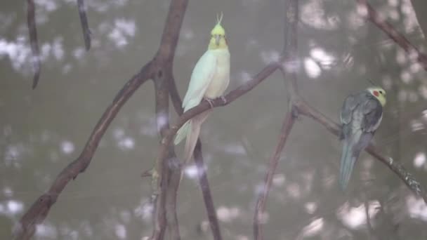 Cockatiel Ptak Stoi Gałęzi Drzewa — Wideo stockowe