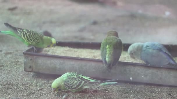 Lindos Pássaros Amor Comendo Comida Olhar Para Bom — Vídeo de Stock