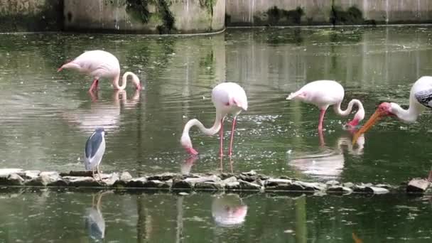 Flamingo Phoenicopterus Ave Busca Peces Agua — Vídeos de Stock
