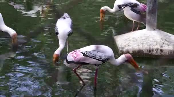 Malované Čáp Příroda Ptáci Hledám Dravou Rybu — Stock video