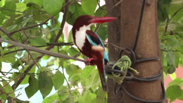 Ijsvogel Zit Een Boom Schudt Zijn Nek — Stockvideo