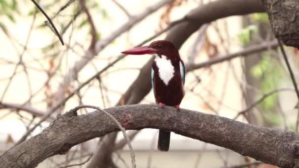 Rei Pescador Pássaro Está Empoleirado Uma Árvore Abana Pescoço — Vídeo de Stock