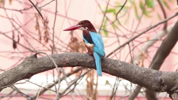 王の魚の鳥が木の上に腰掛けている — ストック動画