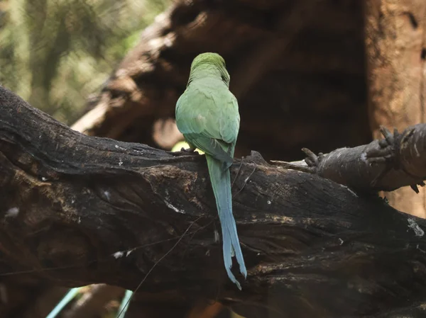 Papagaio Verde Sentar Árvore Com Fundo Desfocado — Fotografia de Stock