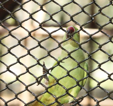 Tel ağın içinde yeşil bir papağan var. Bulanık arkaplanlı